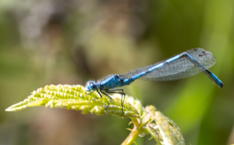 The camera would not focus on the damselfly!