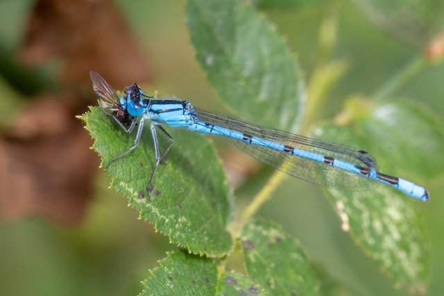 Common Blue Damselfly eating a fly