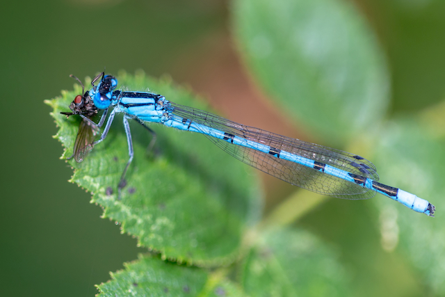 Damselfly eating a fly