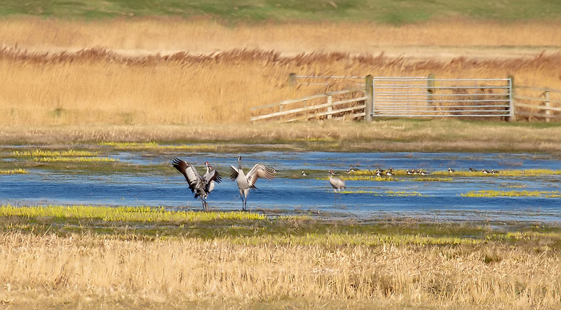 Common cranes dancing at Nene Washes