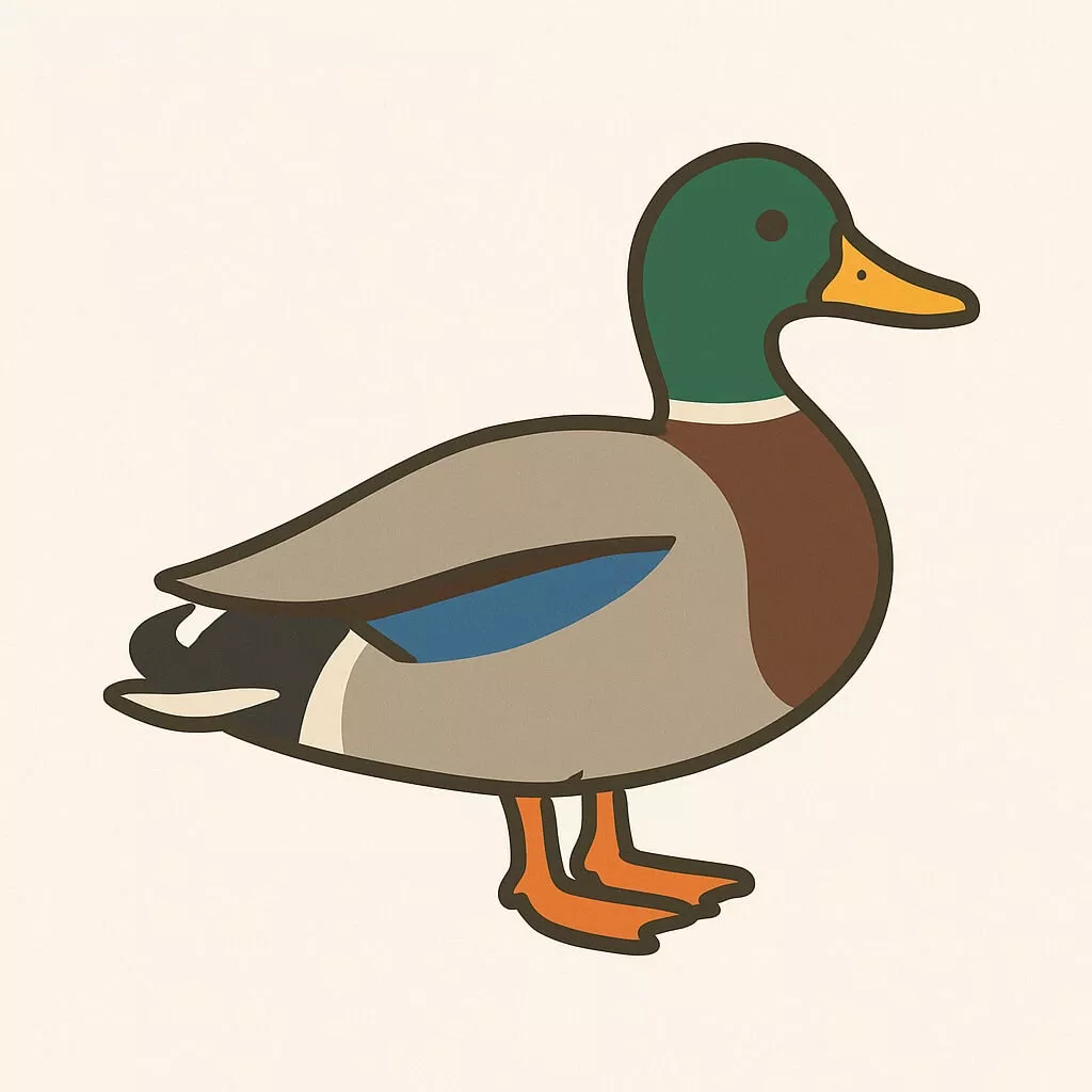 Mallard duck illustration - link to Guide to Ducks in the UK.