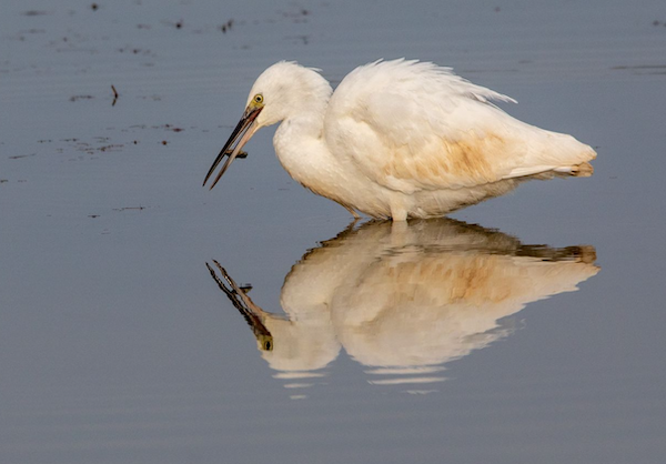 Photo of Little Egret catching a fish. Photo of Little Egret catching a fish.