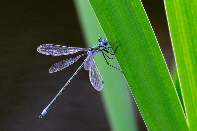 Emerald Damselfy
