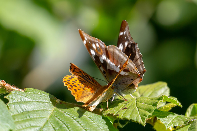 Purple Emperor being chased off by Silver Washed Fritillary