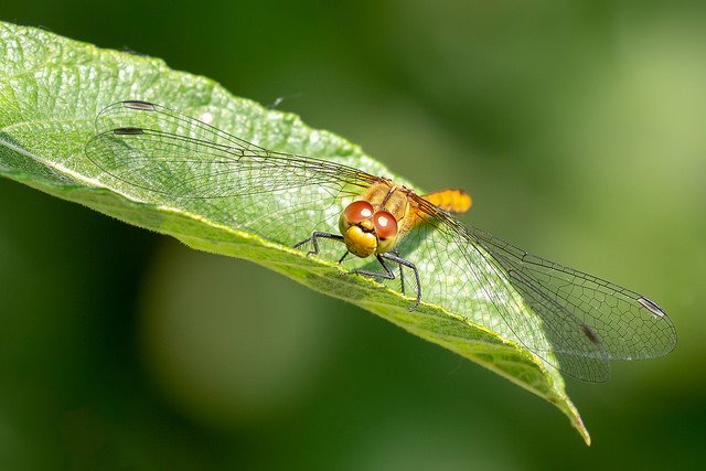 Common Darter dragonfly on leaf