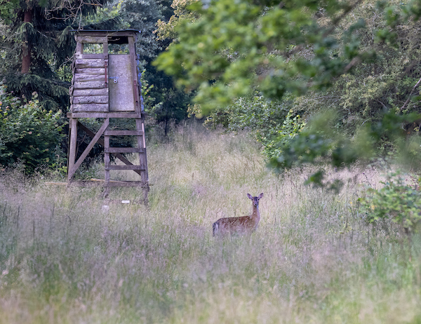 Fallow deer at Fermyn Woods
