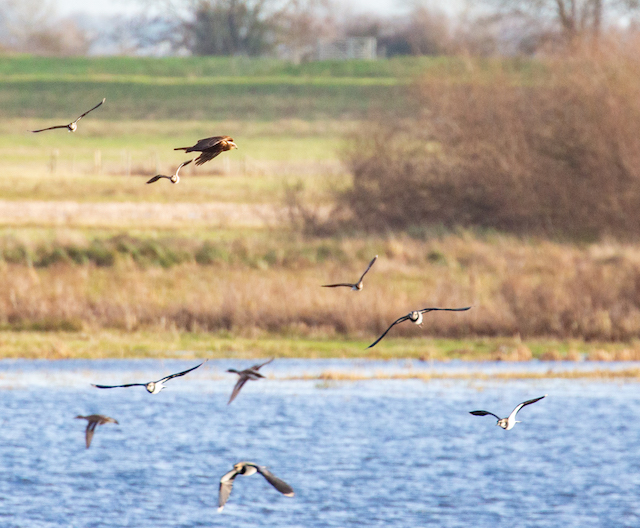 Female Marsh Harrier in the distance