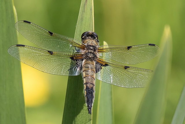 How to take macro photos of dragonflies, like this Four Spotted Chaser