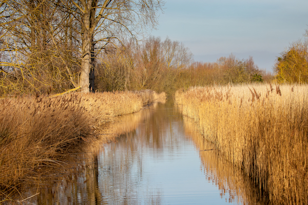 Reed beds at fowlmere Reed beds at fowlmere