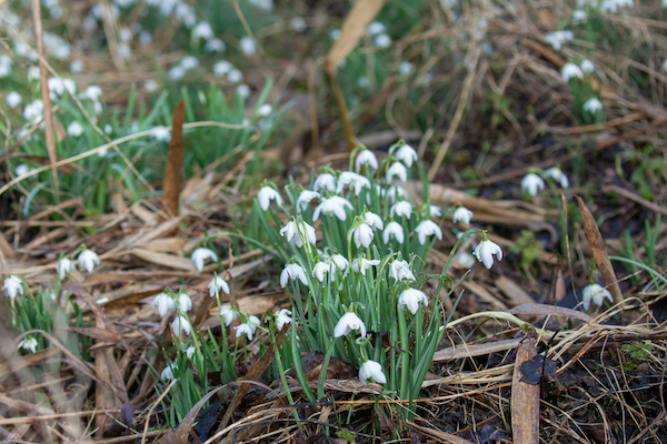 Snowdrops aplenty beside the path Snowdrops aplenty beside the path