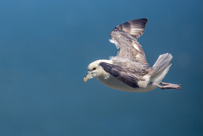 A northern fulmar in flight, wings outstretched against a clear blue background, showing the distinctive tube-like nostril on its beak. A northern fulmar in flight, wings outstretched against a clear blue background, showing the distinctive tube-like nostril on its beak.