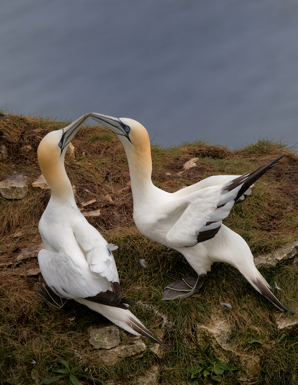 Two gannets touch beaks on a grassy cliff ledge, with wings slightly raised in a courtship display. Two gannets touch beaks on a grassy cliff ledge, with wings slightly raised in a courtship display.