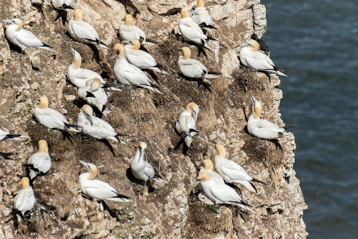 A large group of gannets nesting on a vertical cliff face, their white feathers contrasting against the chalk and sea in the background. A large group of gannets nesting on a vertical cliff face, their white feathers contrasting against the chalk and sea in the background.