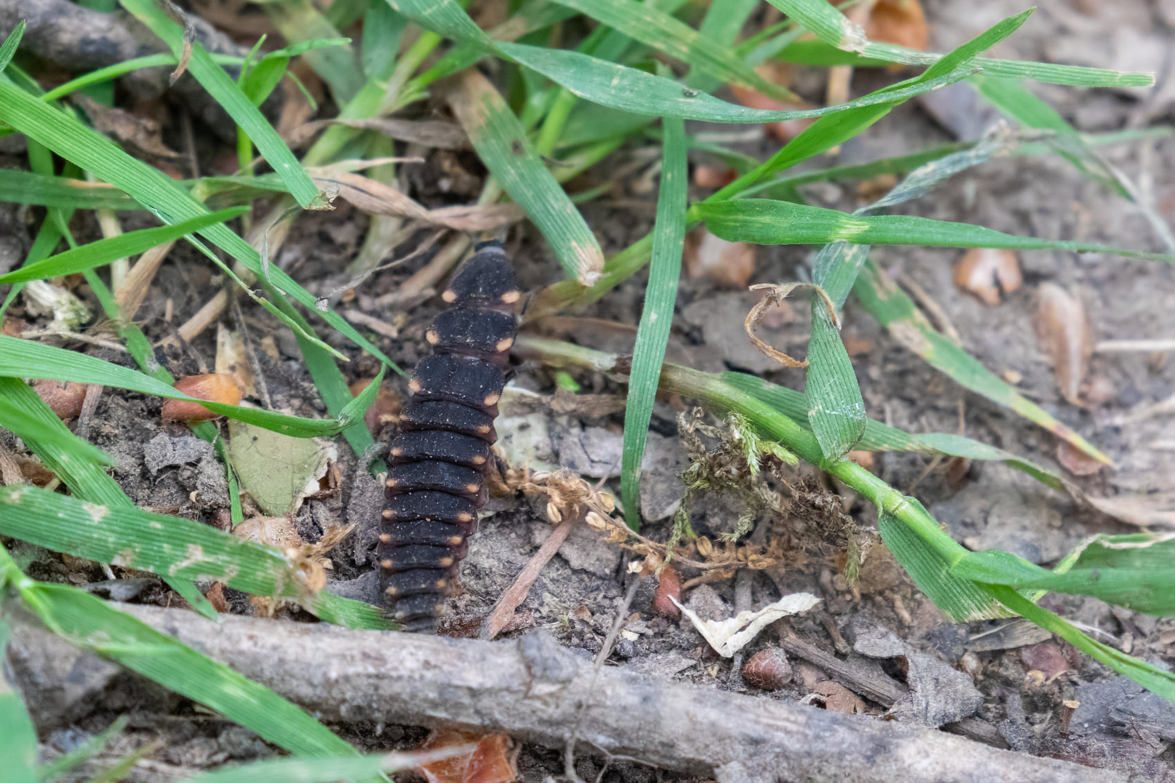 Glo Worm larvae on the woodland floor