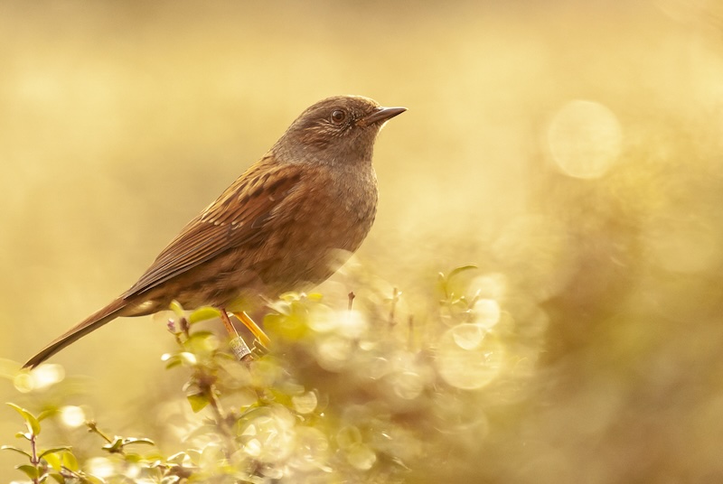 Dunnock taken during the golden hour