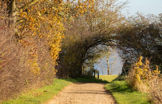 Tree tunnel on the cycle track around Grafham Water