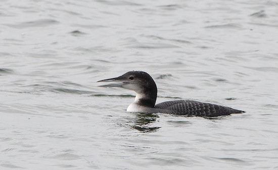 Great Northern Diver - juvenile - at Grafham Water