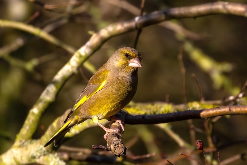Greenfinch perched with olive-green plumage and yellow wing markings