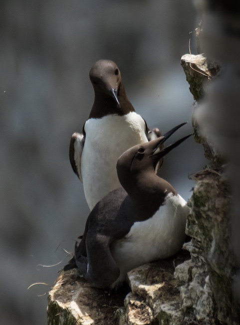 guillemots on a narrow cliff ledge. One stands upright while the other leans back with its beak open, possibly calling. guillemots on a narrow cliff ledge. One stands upright while the other leans back with its beak open, possibly calling.