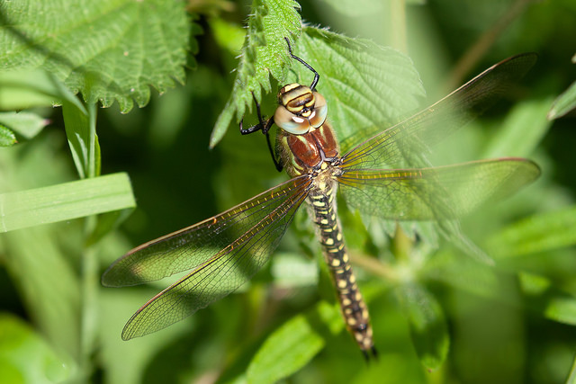 Hairy Dragonfly on nettle