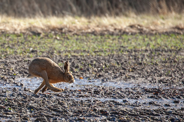 Brown hare running across the muddy field Brown hare running across the muddy field