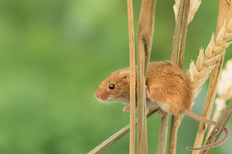 The tiny Harvest Mouse taken with a 100mm macro lens The tiny Harvest Mouse taken with a 100mm macro lens