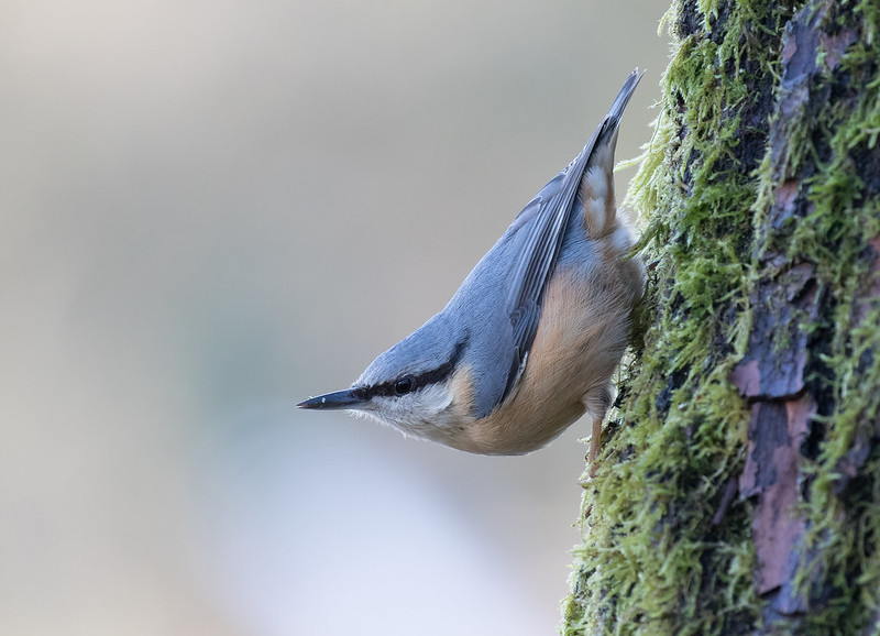 A Nuthatch clinging to a mossy tree trunk, facing downward in its typical headfirst climbing posture.