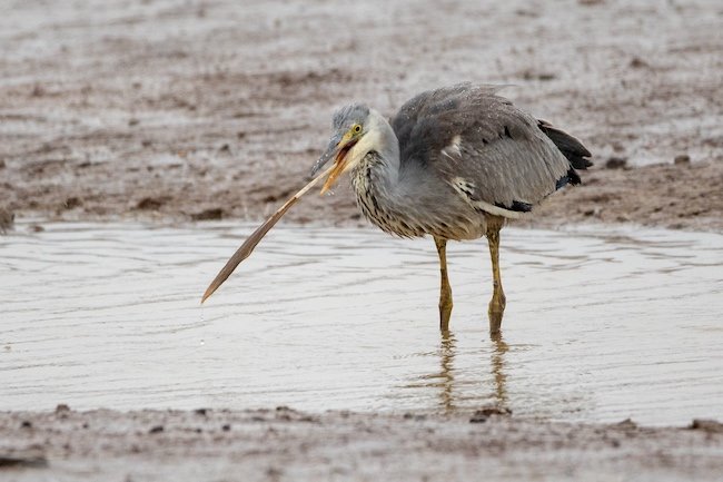 A Grey Heron with a feather in its beak