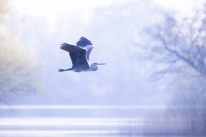 heron flying through the mist