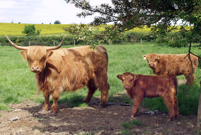 An early digital photograph of Highland cattle