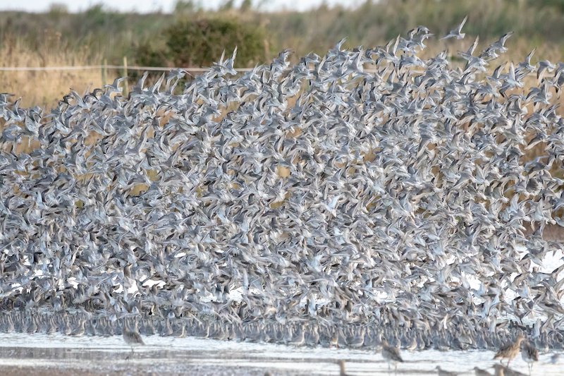 Large flock of waders