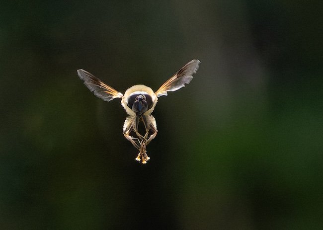 hoverfly-in-flight