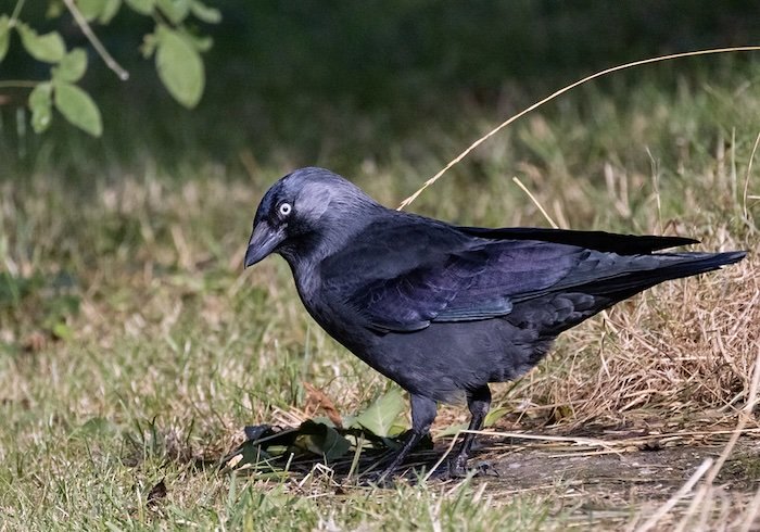 Jackdaw with minus compensation