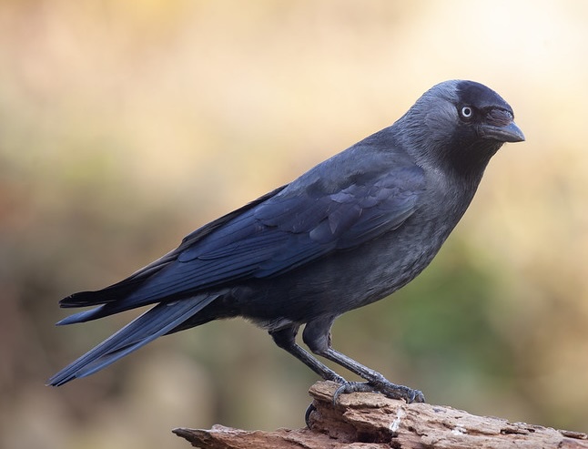 Jackdaw with grey neck and black plumage, looking alert