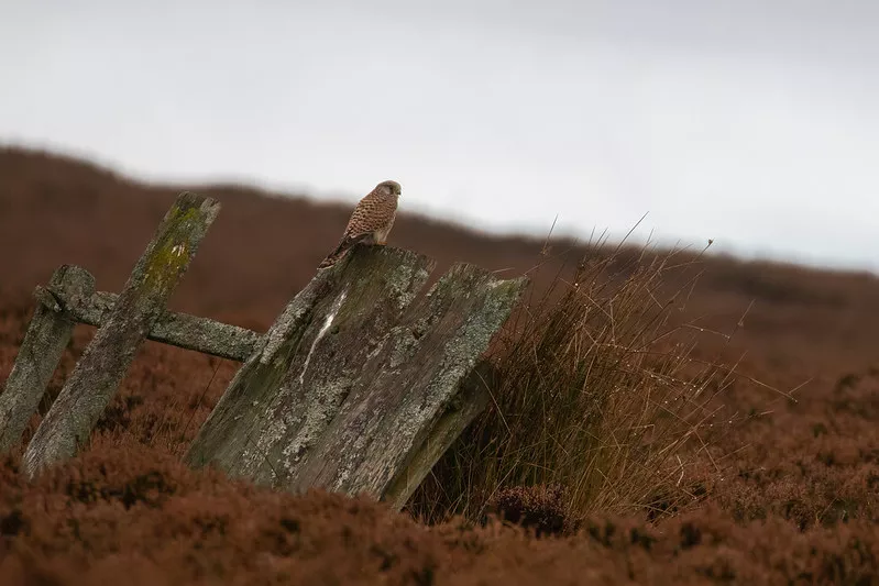 Photo of kestrel on the Northumberland moors