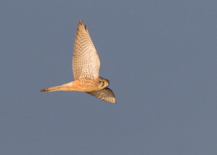 Female Common Kestrel windhovering intently wings adjusting scanning the ground below at RSPB Nene Washes.