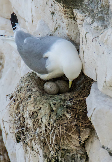 A kittiwake stands on a nest built into the side of a chalk cliff, leaning gently over two speckled eggs. A kittiwake stands on a nest built into the side of a chalk cliff, leaning gently over two speckled eggs.
