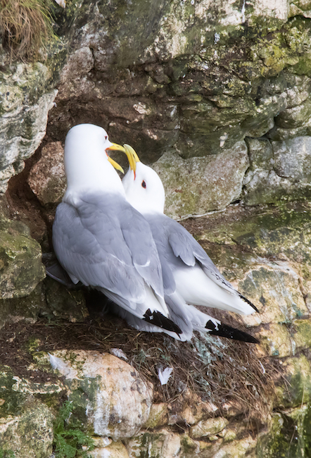 A razorbill stands still and strong on a sunlit ledge — all curve and contrast, carved perfectly for the cliffs it calls home. A razorbill stands still and strong on a sunlit ledge — all curve and contrast, carved perfectly for the cliffs it calls home.