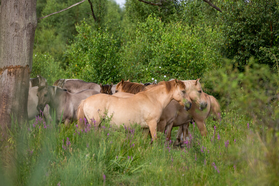 Konik ponies at Wicken Fen