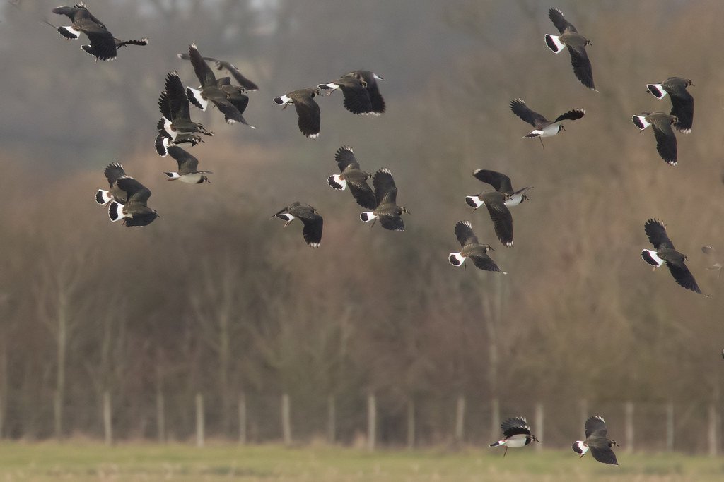 About twenty lapwings in flight over a field, some showing dark backs and some white undersides at the same moment