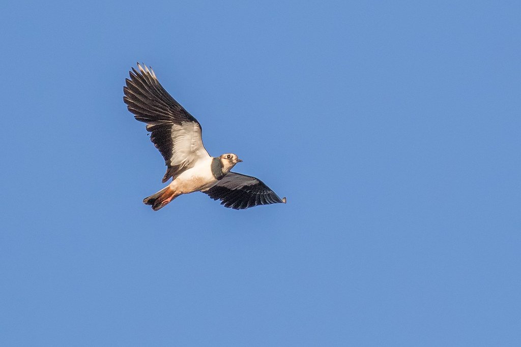 A single lapwing in flight against blue sky, showing its broad rounded wings and white underside
