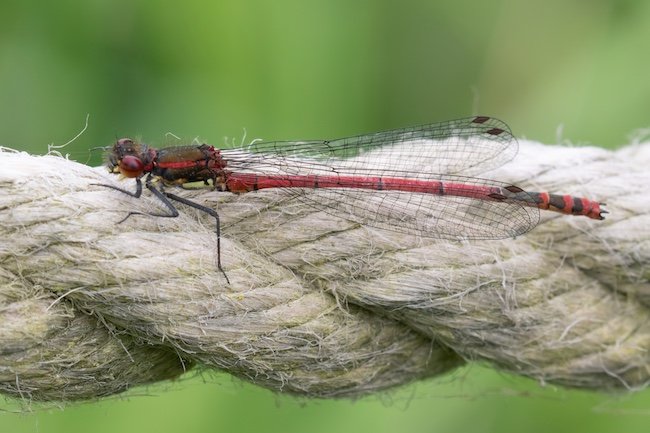 Large red damselfly on rope