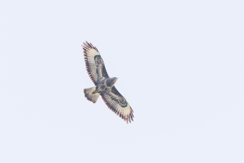 The buzzard photo did not react well to the Auto button in Lightroom