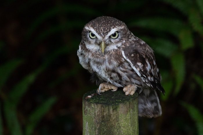 Little owl spot metering