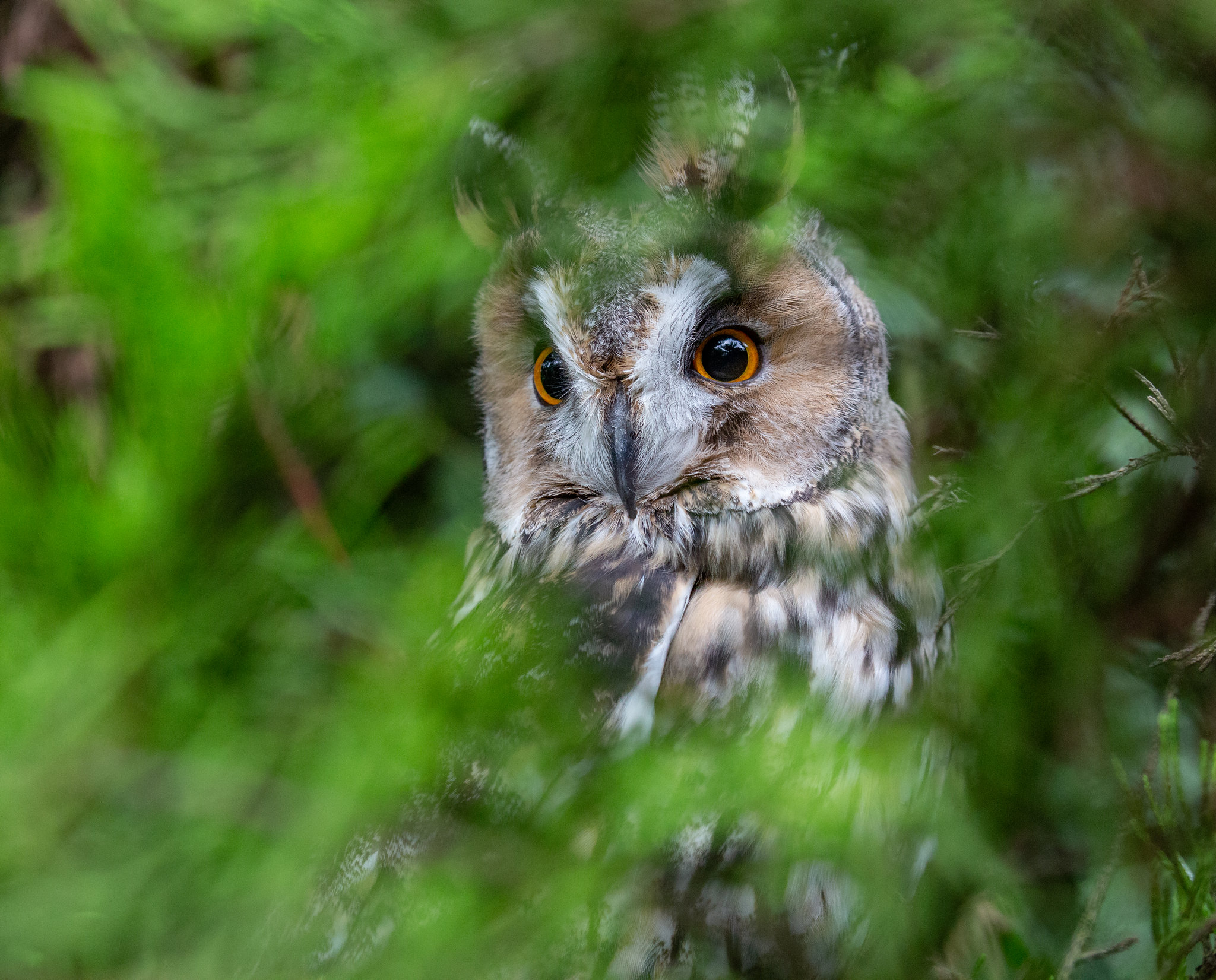 long-eared owl