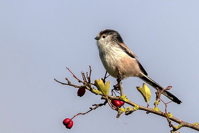 Long-tailed Tit perched on a branch showing soft pink sides and tiny round body