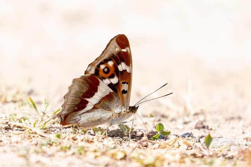 Low-angle shot of a Purple Emperor butterfly resting on the ground, showing underwing patterns.
