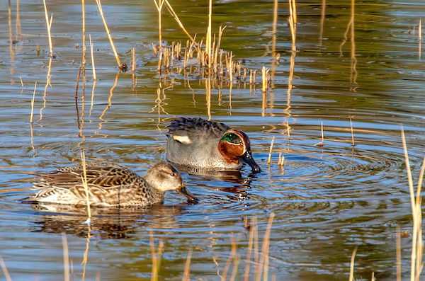 Male and female Teal in the water at Fowlmere Male and female Teal in the water at Fowlmere