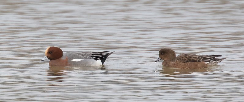 A male and female Wigeon swimming together on still water. The male has a cinnamon head and cream crown; the female is brown with subtle markings.
