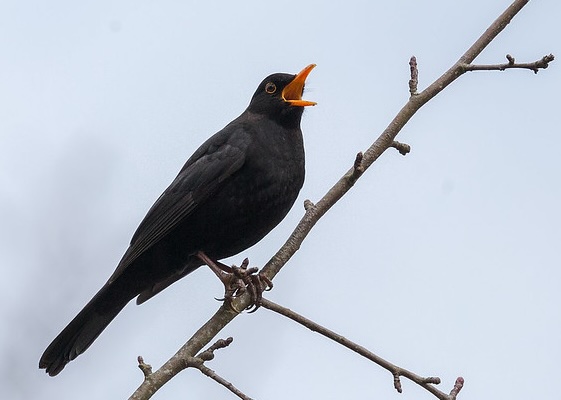 Male blackbird on a branch singing showing yellow beak and gape